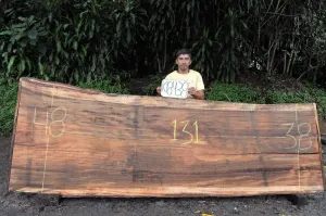 Parota/Guanacaste 131x43x2 (K18438)
